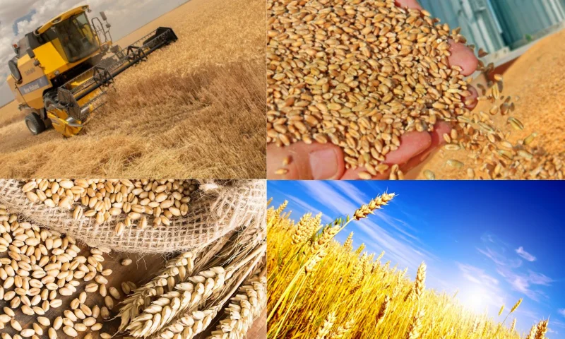 Buğday Üretimi ve Küresel Gıda Güvenliği