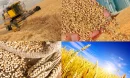 Buğday Üretimi ve Küresel Gıda Güvenliği