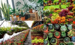 İç Mekan Bitkileri: Evde Yeşil Bir Huzur