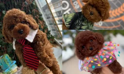 Toy Poodle Sosyalizasyonu Nasıl Sağlanır?