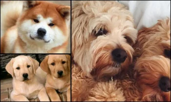 Yavru Köpeklerin Davranışları Nasıldır?