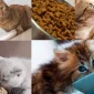 Kedi Maması Seçimleri Neye Göre Olmalıdır?