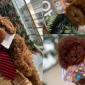 Toy Poodle Sosyalizasyonu Nasıl Sağlanır?