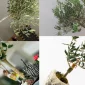 Zeytin Ağacının Tarihi ve Kültürel Önemi Nedir?